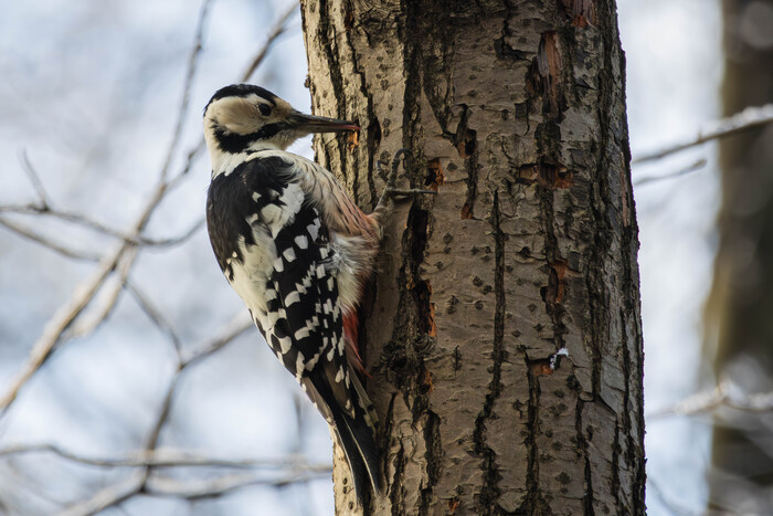 (Можно увидеть язык дятла, если присмотреться и увеличить картинку)