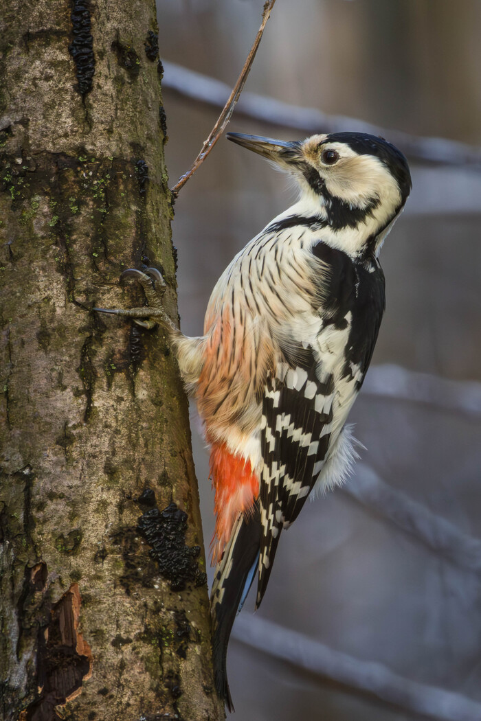 (Жмем на картинку для лучшего качества)