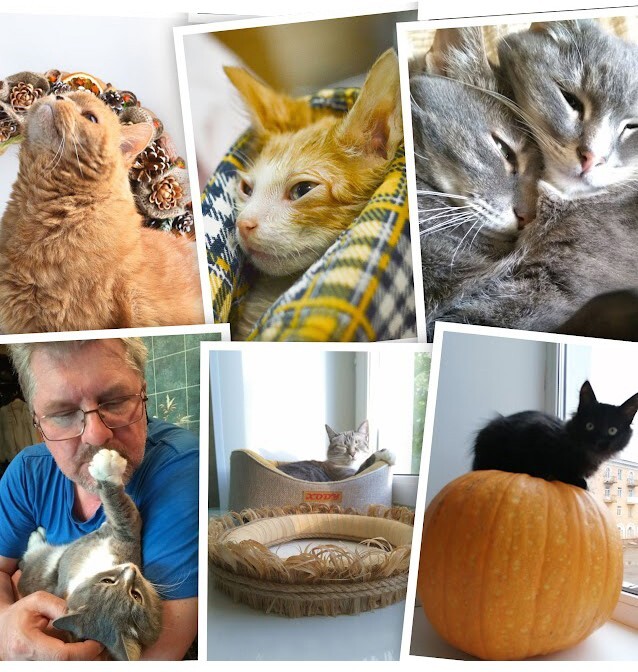 Фото котов и меня для подтверждения - мы Пикабушники!