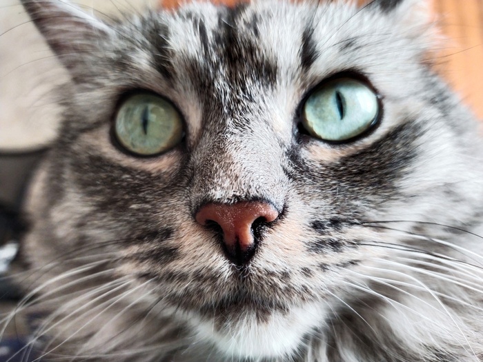 Ответ на пост «"Подтвердите, что вы пикабушник, добавив фото кота"»