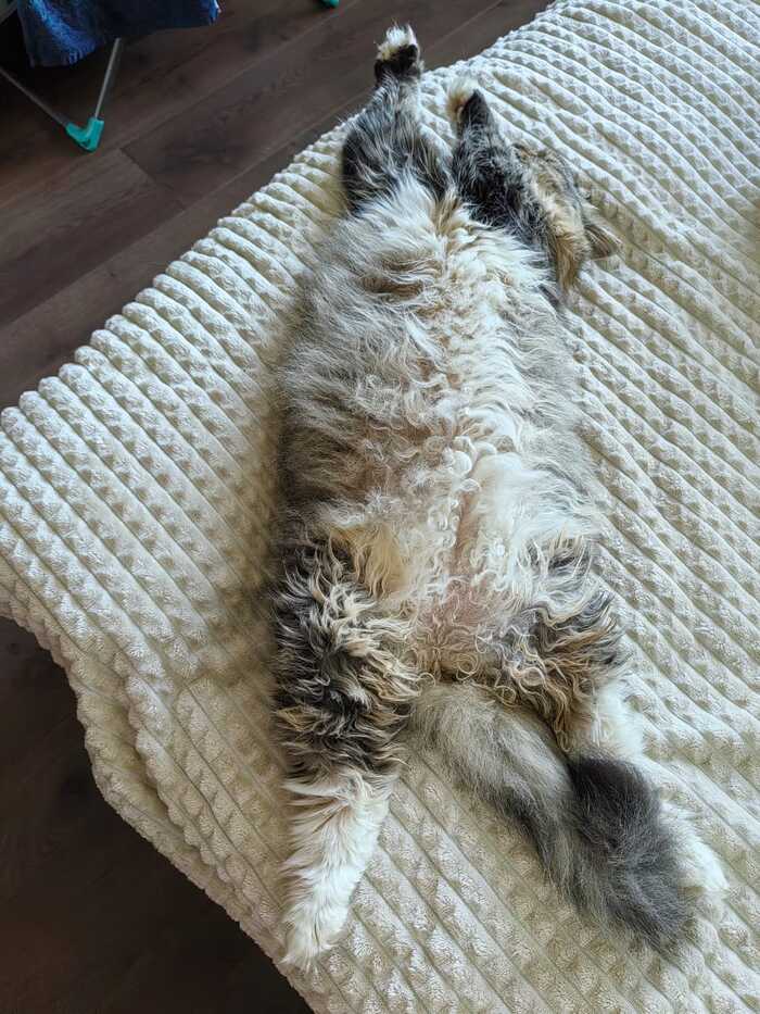 Самая уставшая кошка