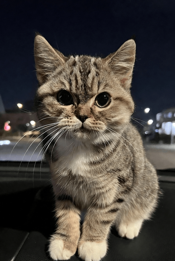 Гневный комок