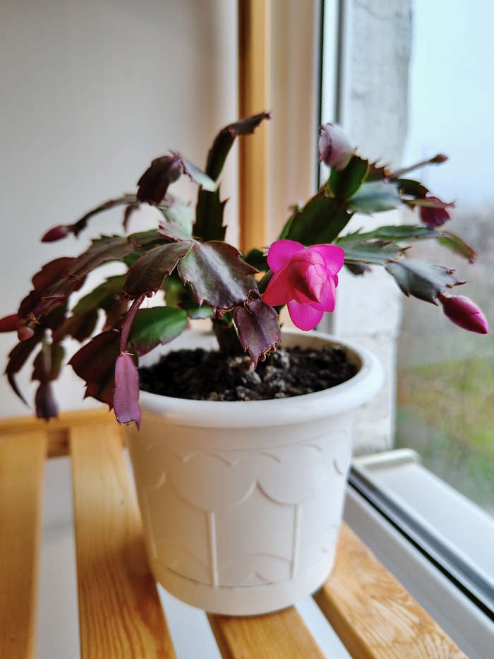 С первым днём зимы! Прям по расписанию