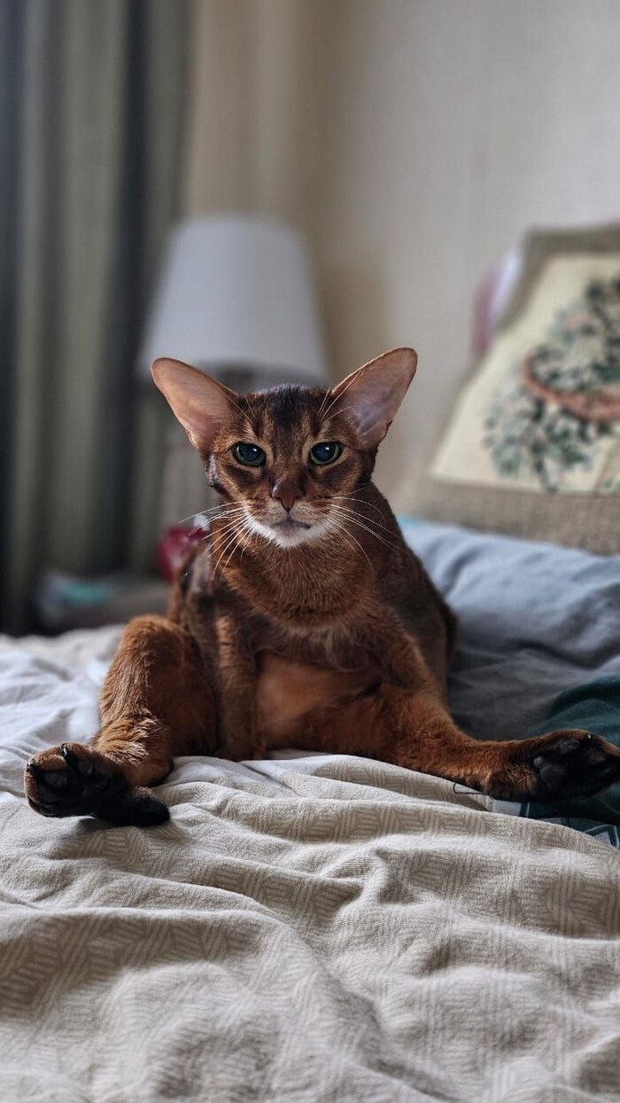 Подтвердите, что вы пикабушник. Фото кошки