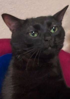 Нововведения на Пикабу