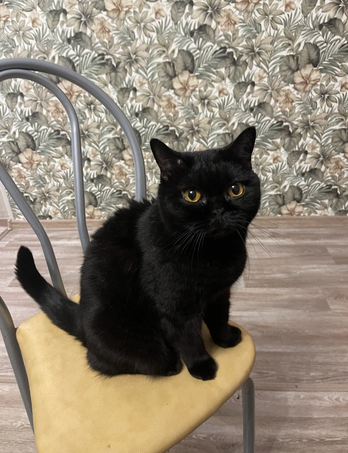 Ответ на пост «"Подтвердите, что Вы пикабушник, фото кота"»