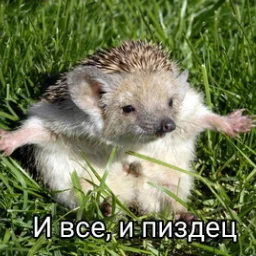Egorisonja
