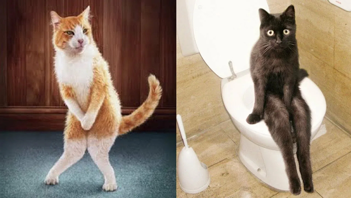 Смешные и забавные животные))