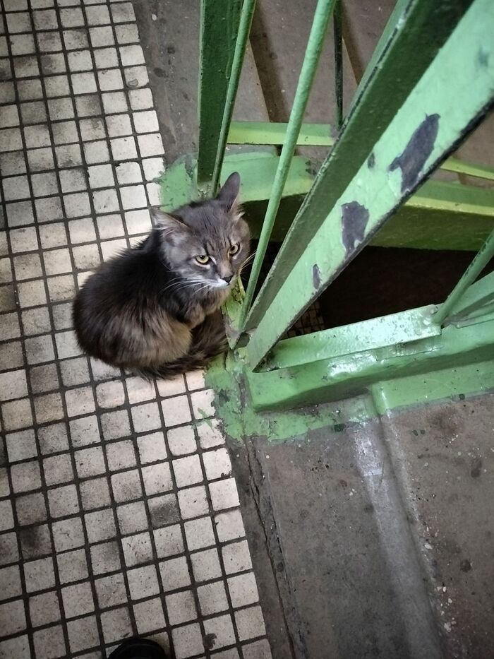 Кот в подъезде пропадает. Подарите дом