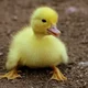   YELLowDUCK007