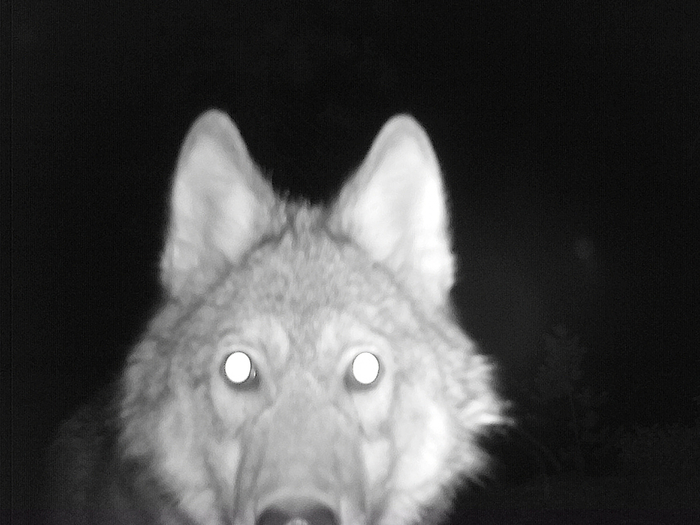      ,       ,     6-8   .