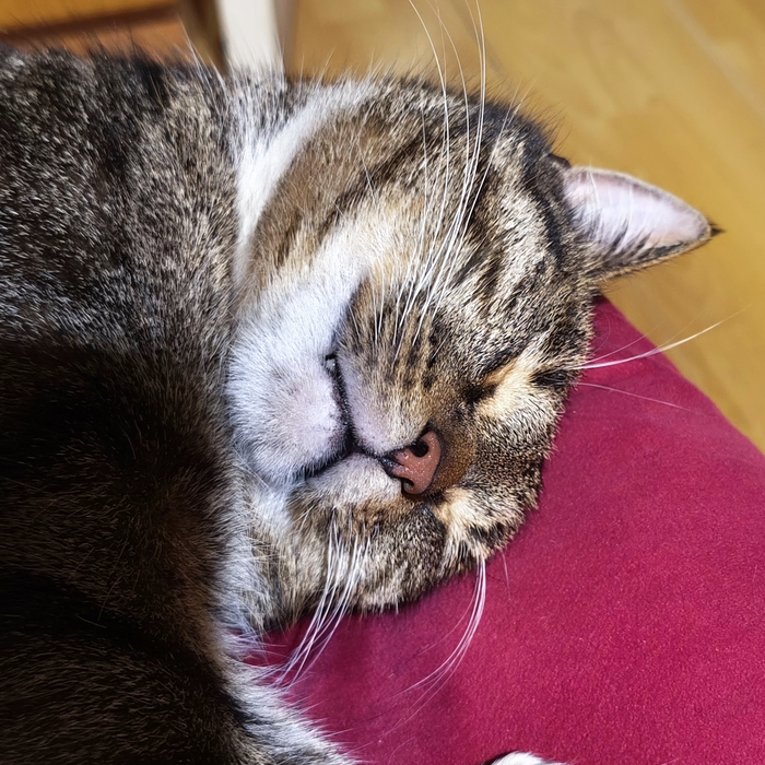 Пунькательная кнопка