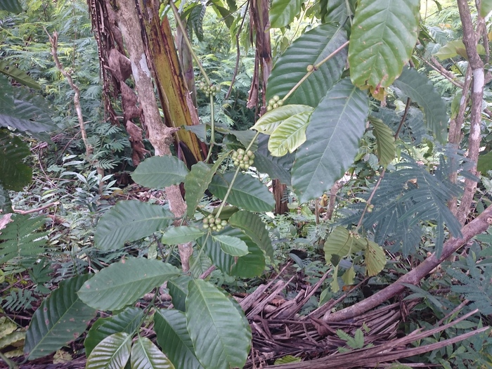 Кофейное дерево