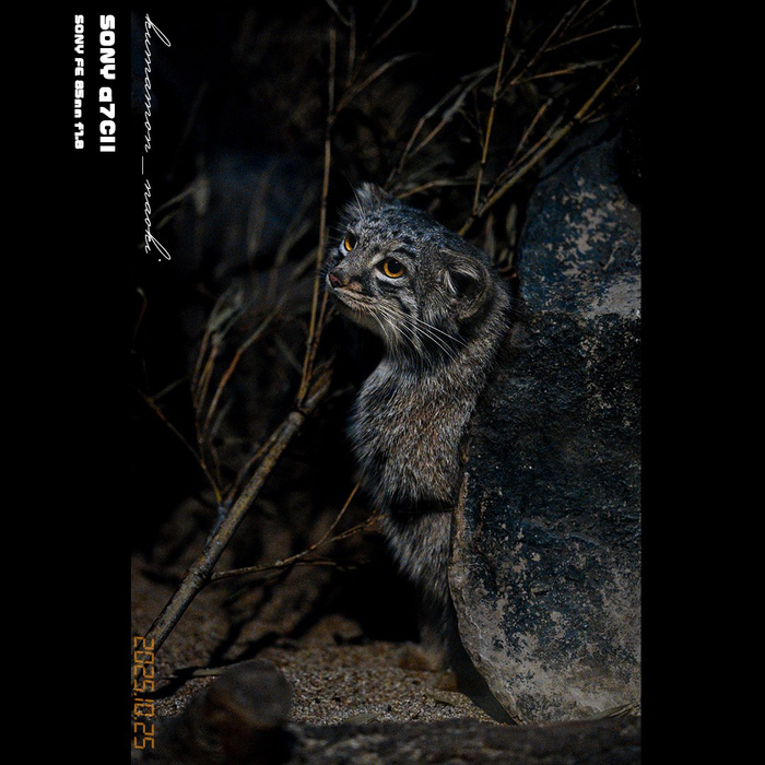    Gokatsuraike Animal Park