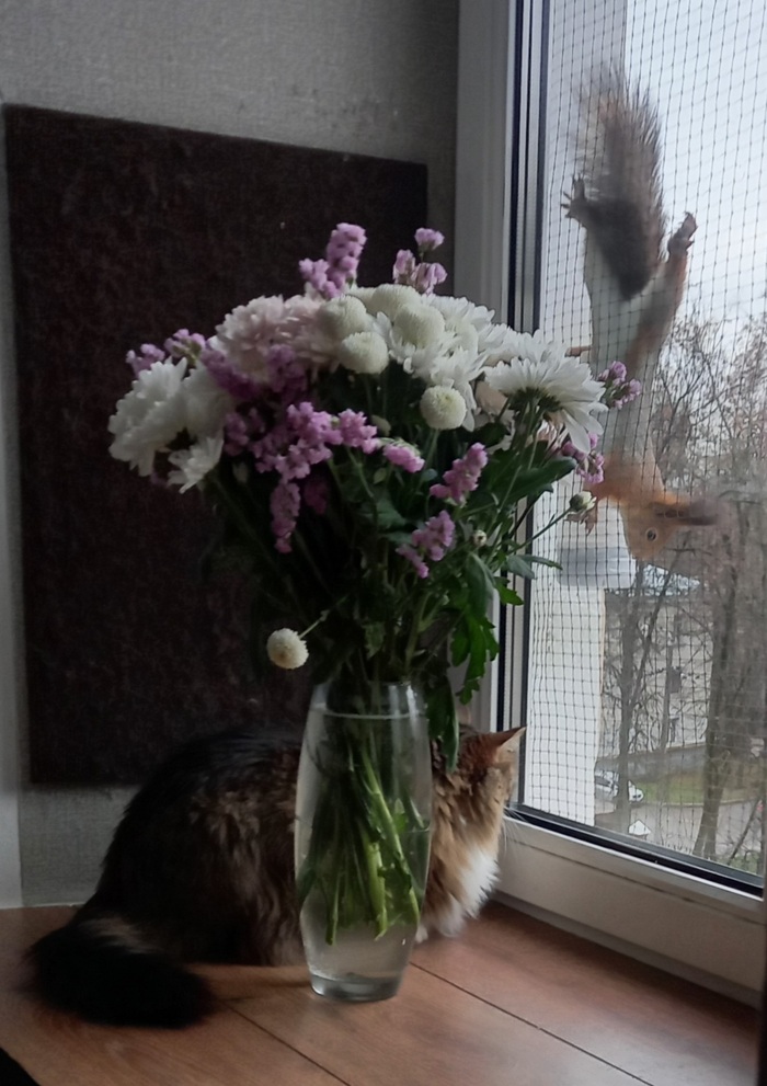 Белочка и Куся