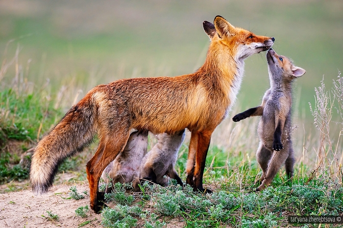 Лисьи нежности