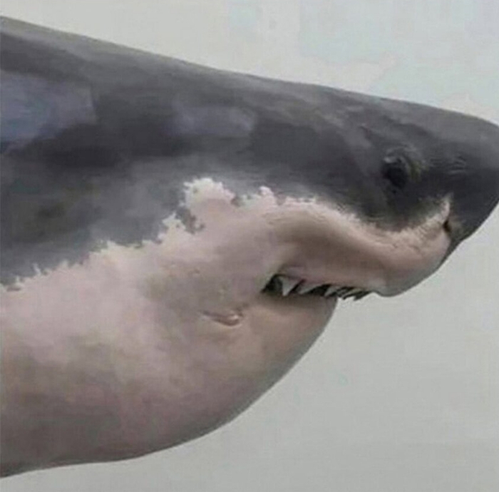 Как прикус меняет ужасного хищника в уфавного фифника