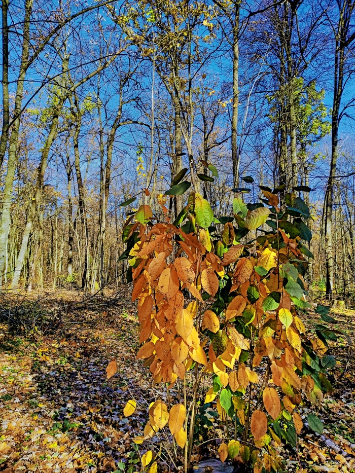 Осенние краски