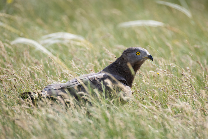 <!--noindex--><a href="https://pikabu.ru/story/osoed_13462905?u=https%3A%2F%2Fbigenc.ru%2Fc%2Fosoed-5370bf&t=https%3A%2F%2Fbigenc.ru%2Fc%2Fosoed-5370bf&h=fdb22d0ce3876bf7c799a078563da033bdab93a9" title="https://bigenc.ru/c/osoed-5370bf" target="_blank" rel="nofollow noopener">https://bigenc.ru/c/osoed-5370bf</a><!--/noindex-->