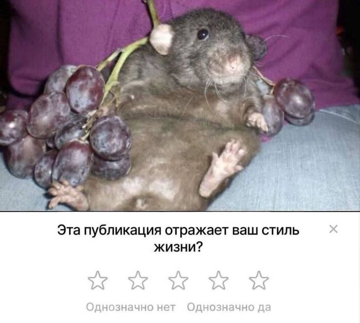 Ля ты крыса!