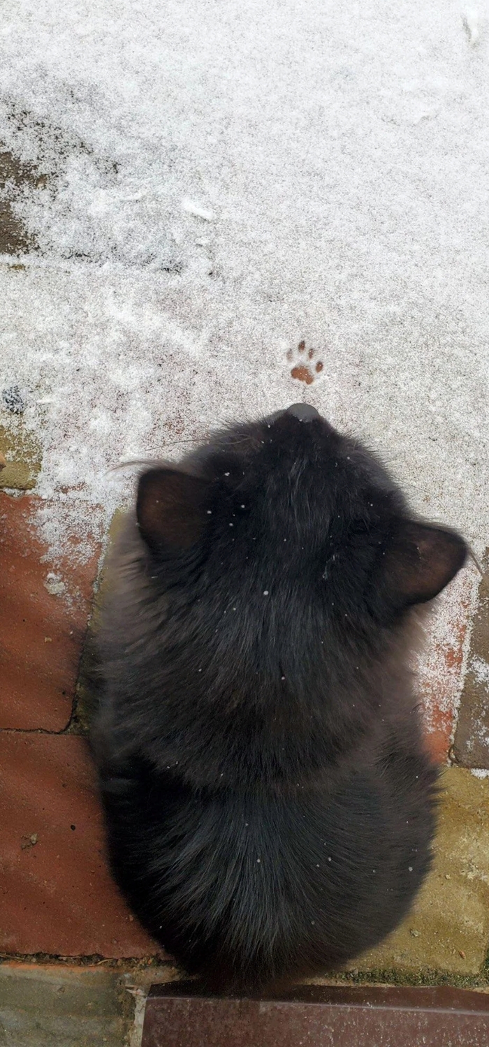 Маленьких котиков в ленту