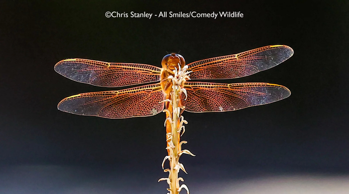 photo by Chris Stanley