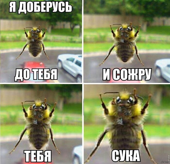 Злобливость пчел