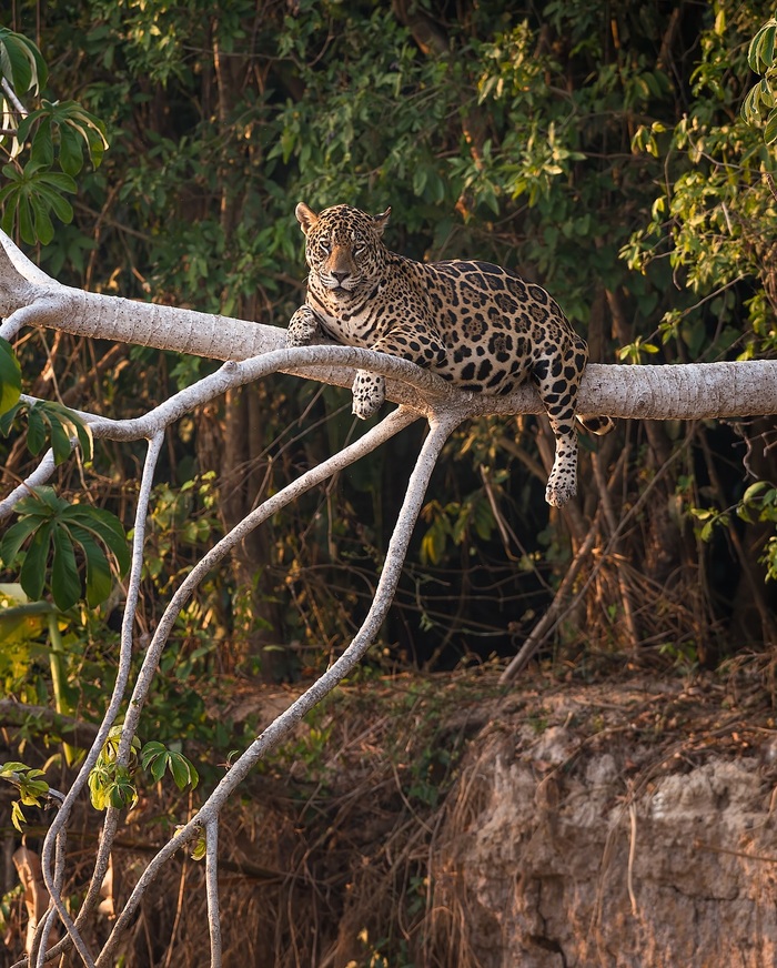 Ягуар, отдыхающий на дереве
