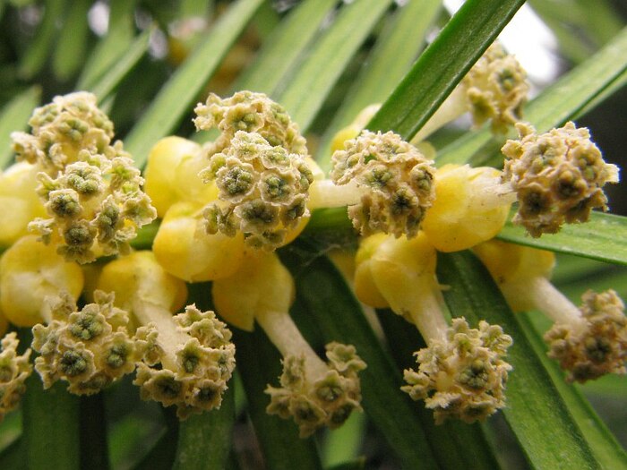 Микростробилы тиса ягодного в период вылета пыльцы. Фото с сайта <!--noindex--><a href="https://pikabu.ru/story/derevya_tis_yagodnyiy_13474768?u=http%3A%2F%2Frosih.ru&t=rosih.ru&h=4bcdd46e82b790ce23357d20c6ba6f9a3b93120e" title="http://rosih.ru" target="_blank" rel="nofollow noopener">rosih.ru</a><!--/noindex-->.