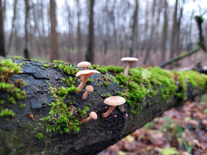 Зимние грибы