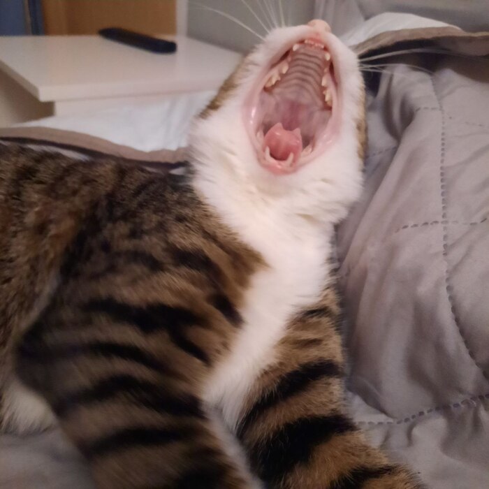 Наглядное пособие для котячего стоматолога