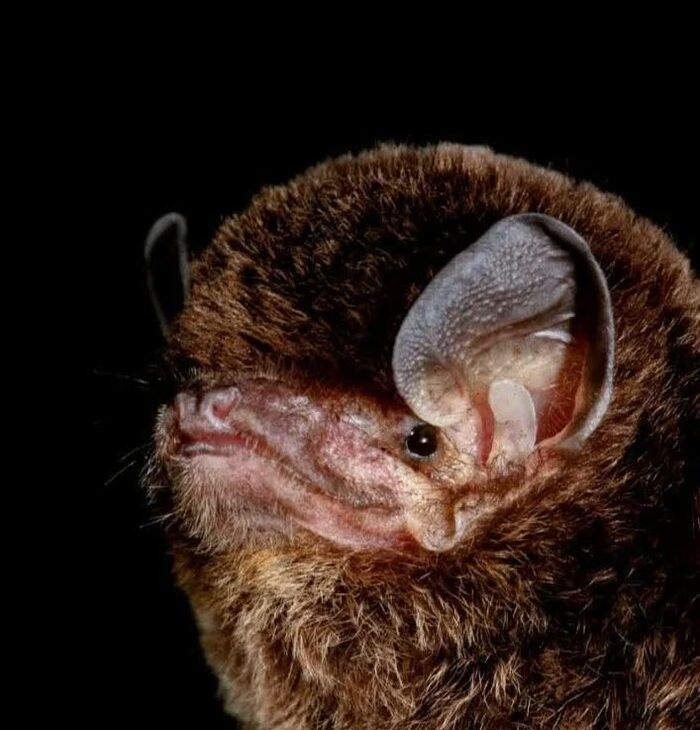   (Miniopterus australis).