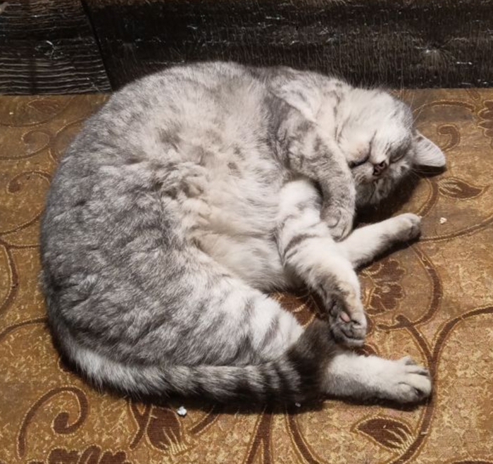 Ответ user8065813 в «"Подтвердите, что вы пикабушник, добавив фото кота"»