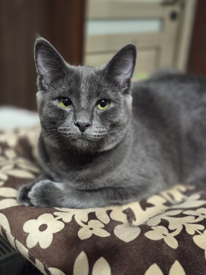 Котик Томас