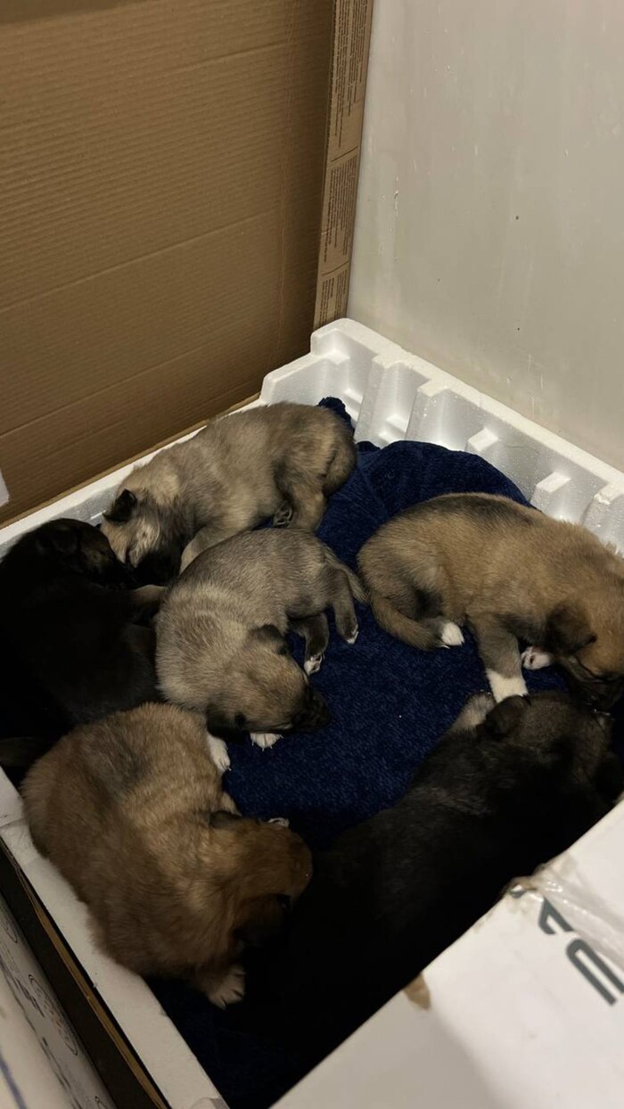 Наелись и спят