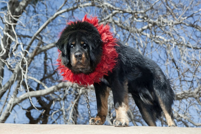 Пушистое украшение на шее тибетского мастифа называется кехор. Это традиционный ошейник из окрашенной шерсти яка, который служит для опознавания собаки и защиты шеи от хищников. А ещё это очень красиво!