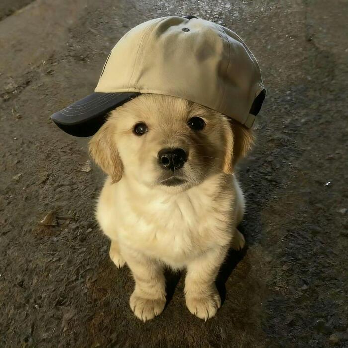 Где мой кепарик?!