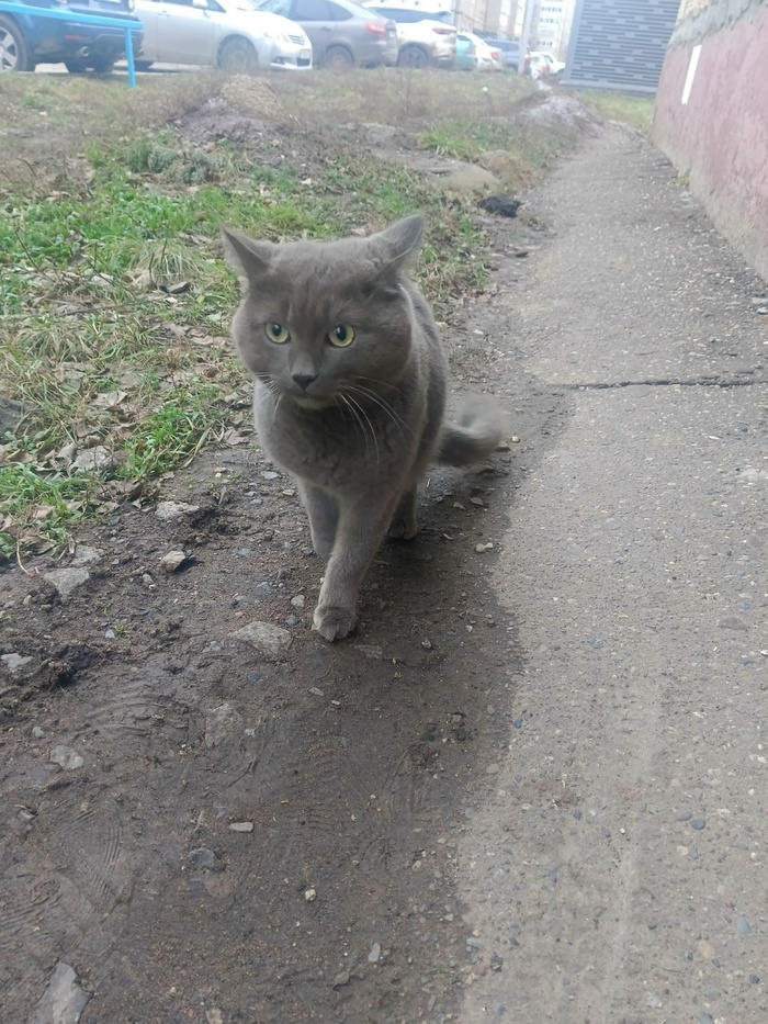 Нашла недели 2 назад котика