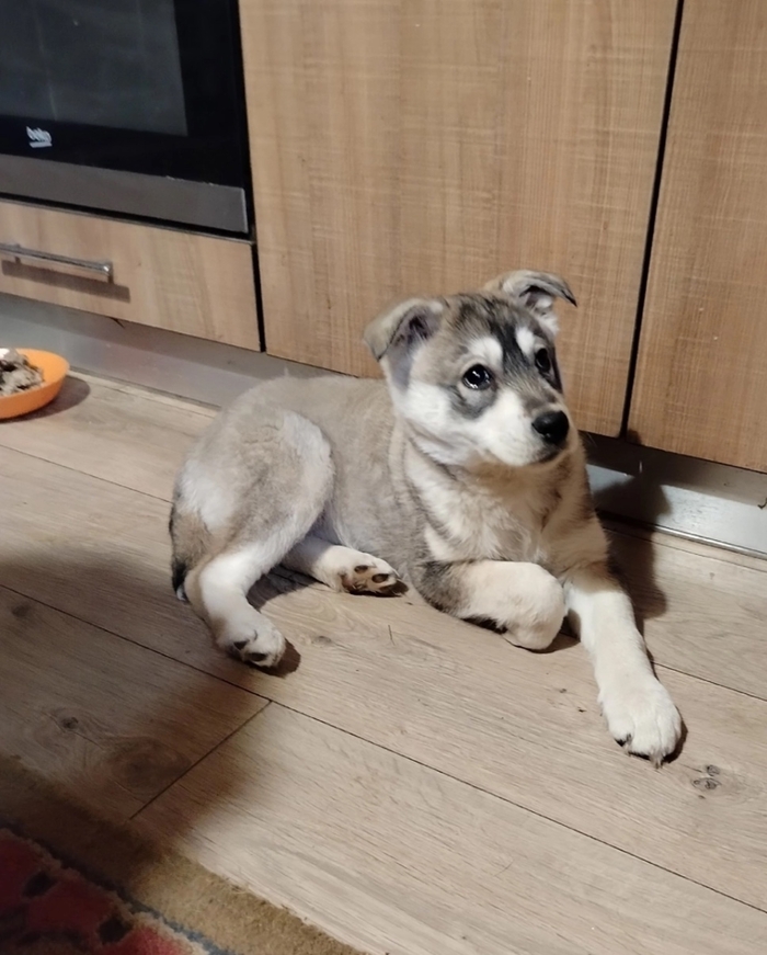 ЧЬЯ ПОТЕРЯШКА?