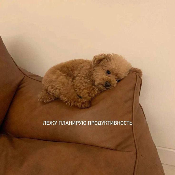 Когда нужно все успеть до Нового года