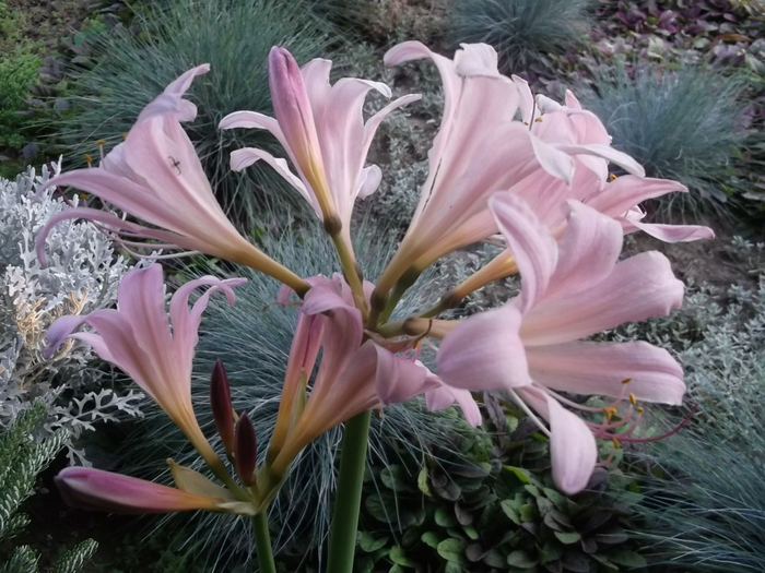     (. Lycoris squamigera)   ,     .