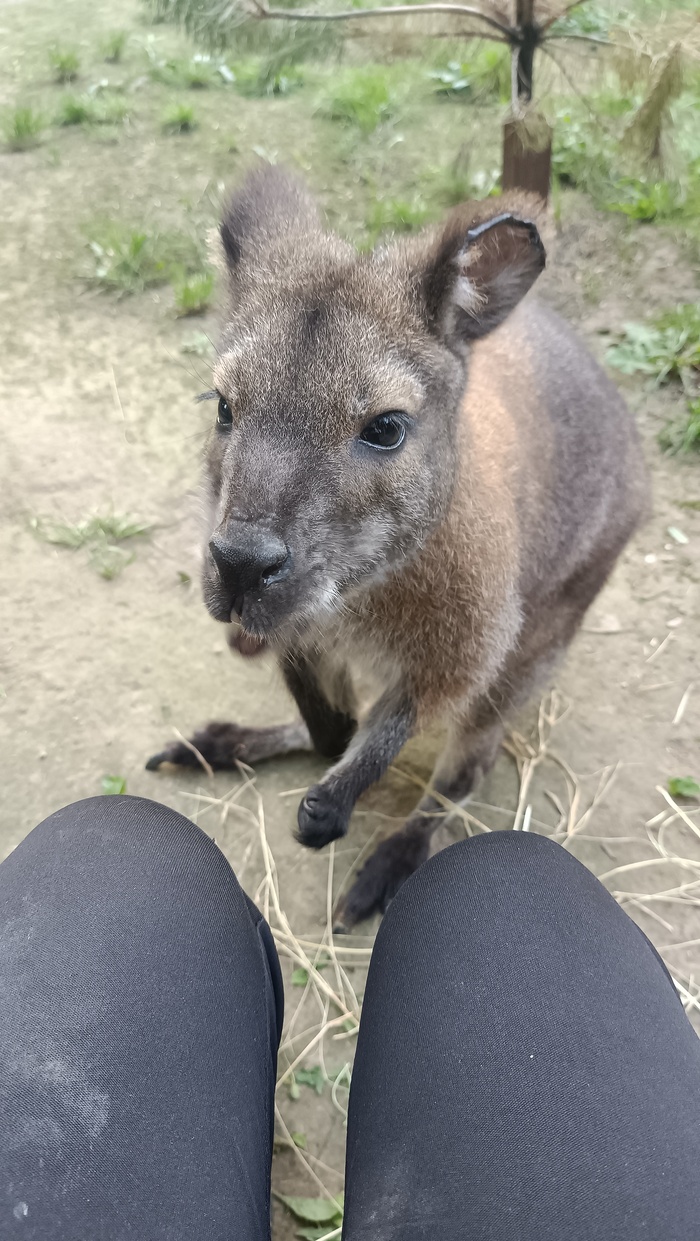 Кенгурушка:)