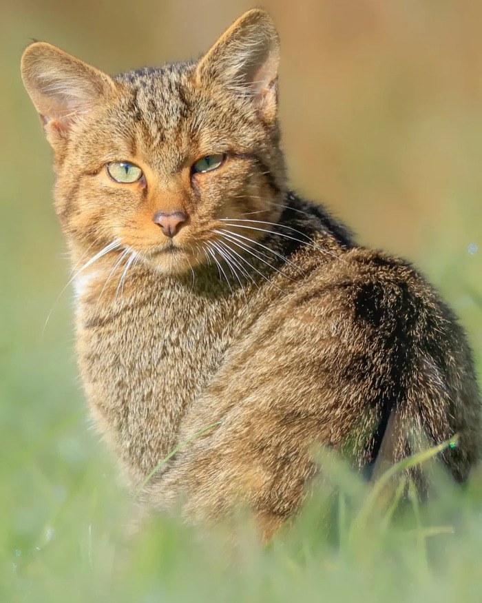 Портрет лесного кота