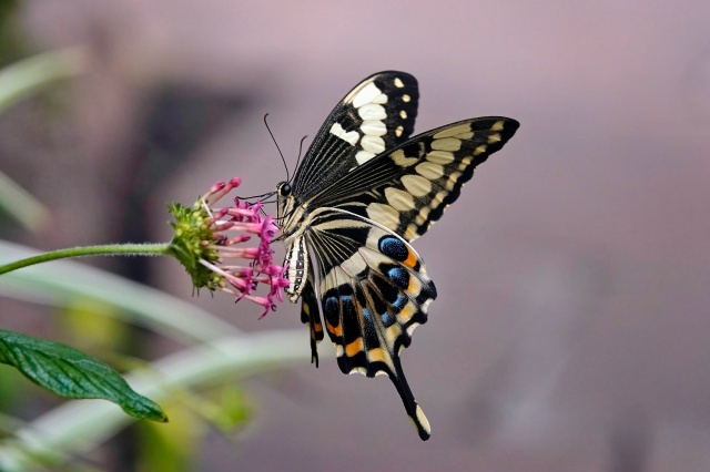 В саду бабочек