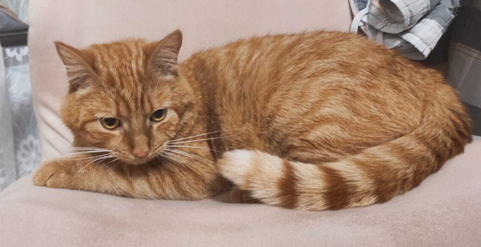 Кот пикабушника, зовут Яков, документ имеется