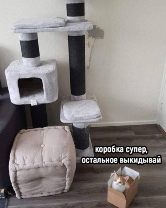 Как мой кот реагирует на подарки