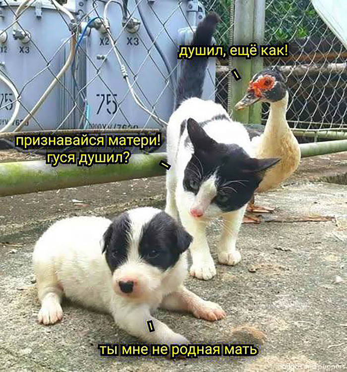 Гуся душил?