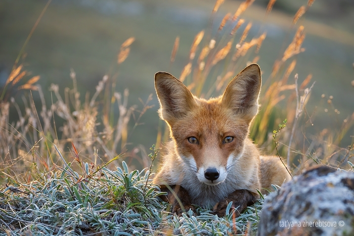 Визуальный контакт