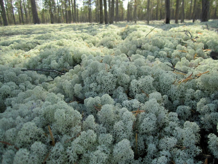 Снова ягель.