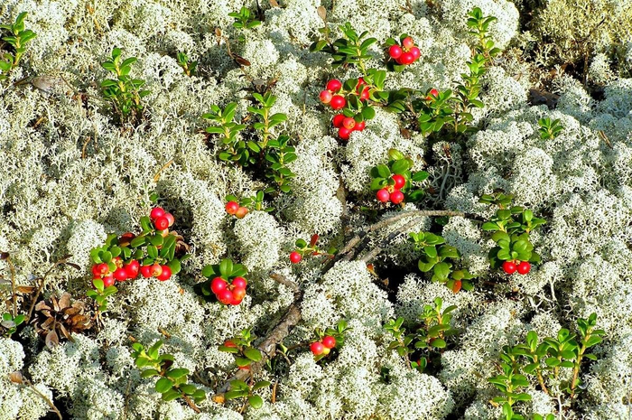 Отец беспохмельного экстракта.